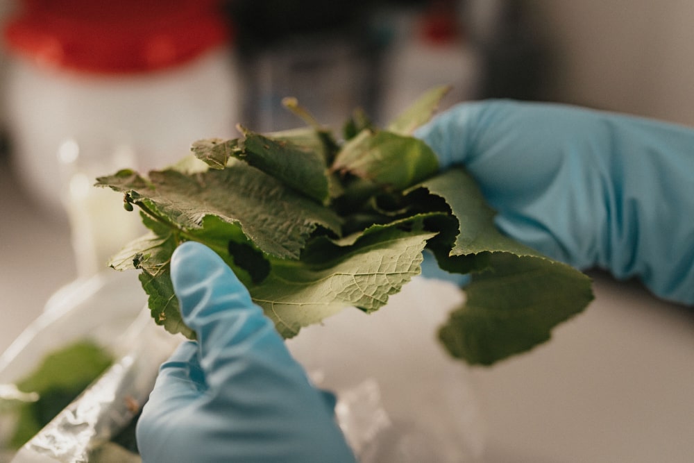 Натуральные составы