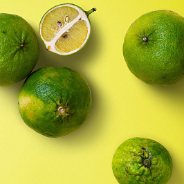 Ботаника: бергамот