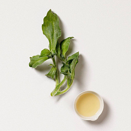 Ботаника: мезембриантемум хрустальный