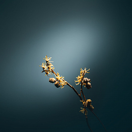 Ботаника: гамамелис 