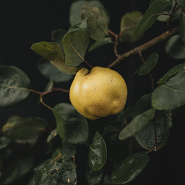 Ботаника: айва