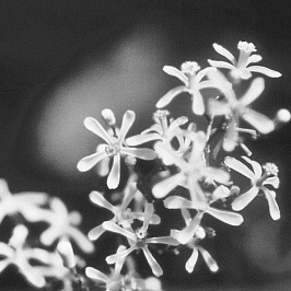 Ботаника: ниим