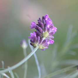 Ботаника: лаванда