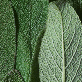 Ботаника: шалфей