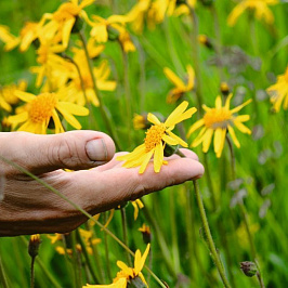Вальс цветов!
