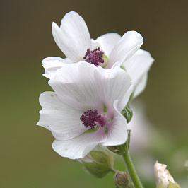 Ботаника: алтей